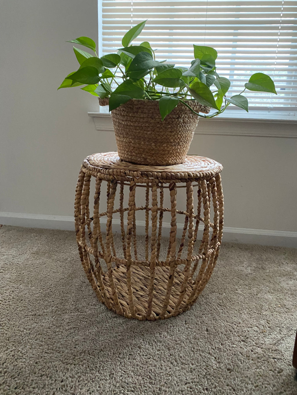 Wicker Basket Plant Set