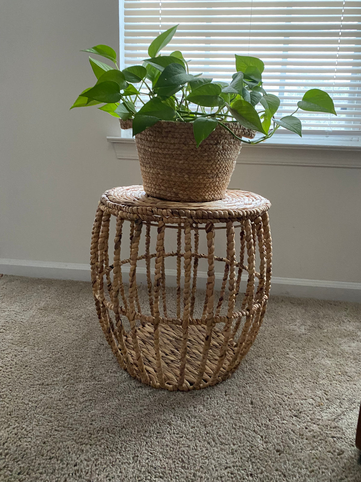 Wicker Basket Plant Set