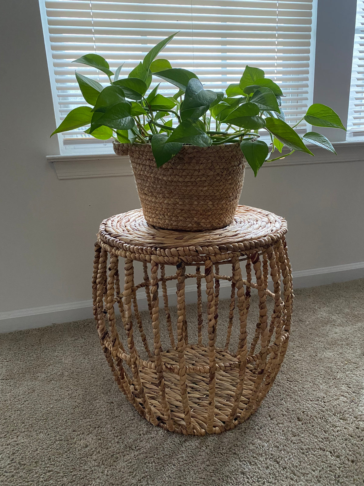 Wicker Basket Plant Set
